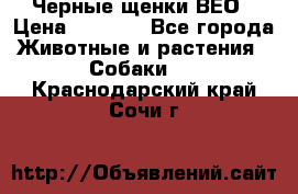 Черные щенки ВЕО › Цена ­ 5 000 - Все города Животные и растения » Собаки   . Краснодарский край,Сочи г.